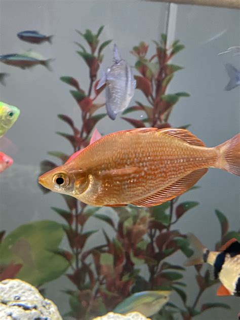 How To Spice Up An Aquarium With Australian Rainbowfish.